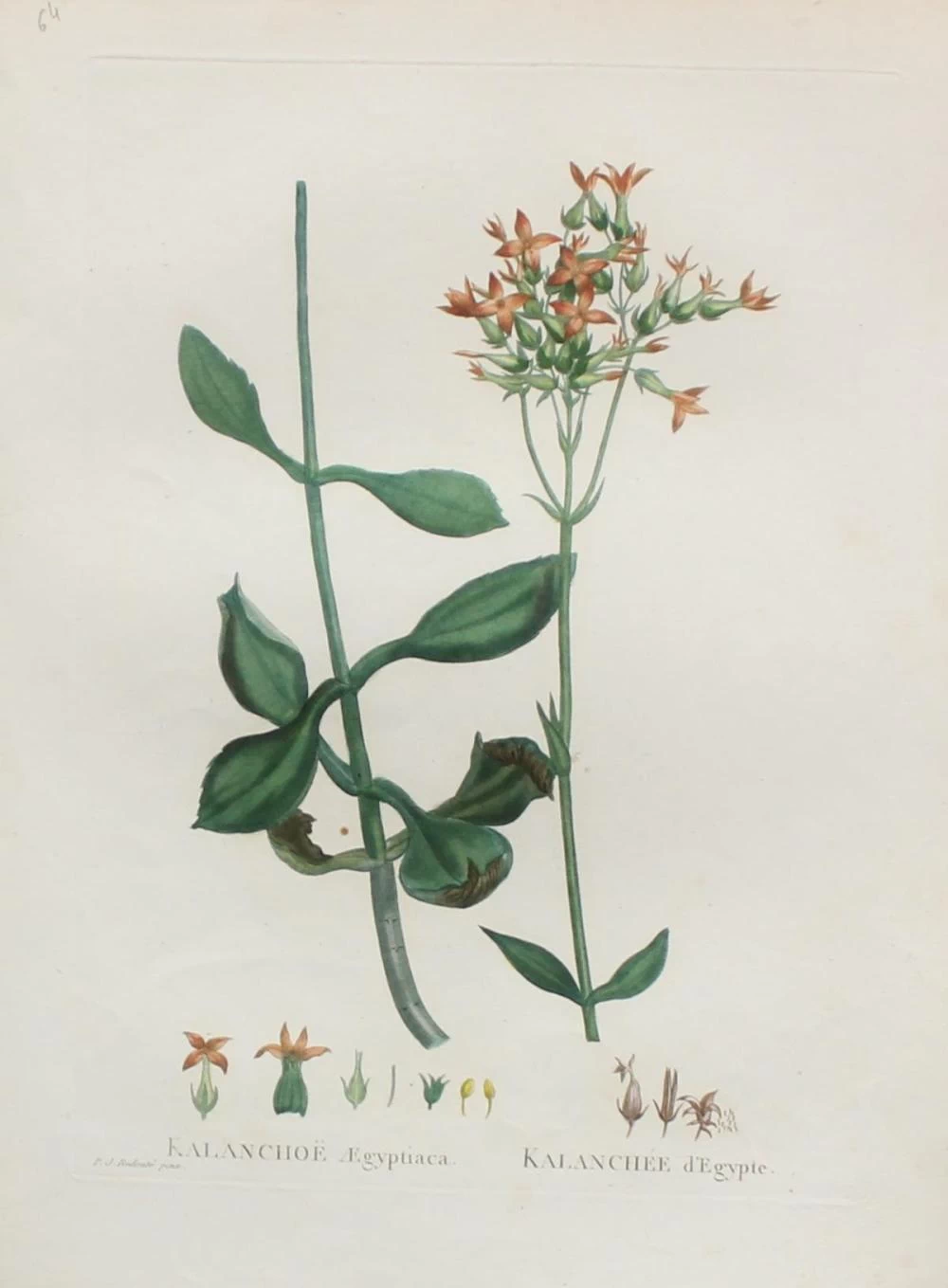 Kalanchoe aegyptiaca